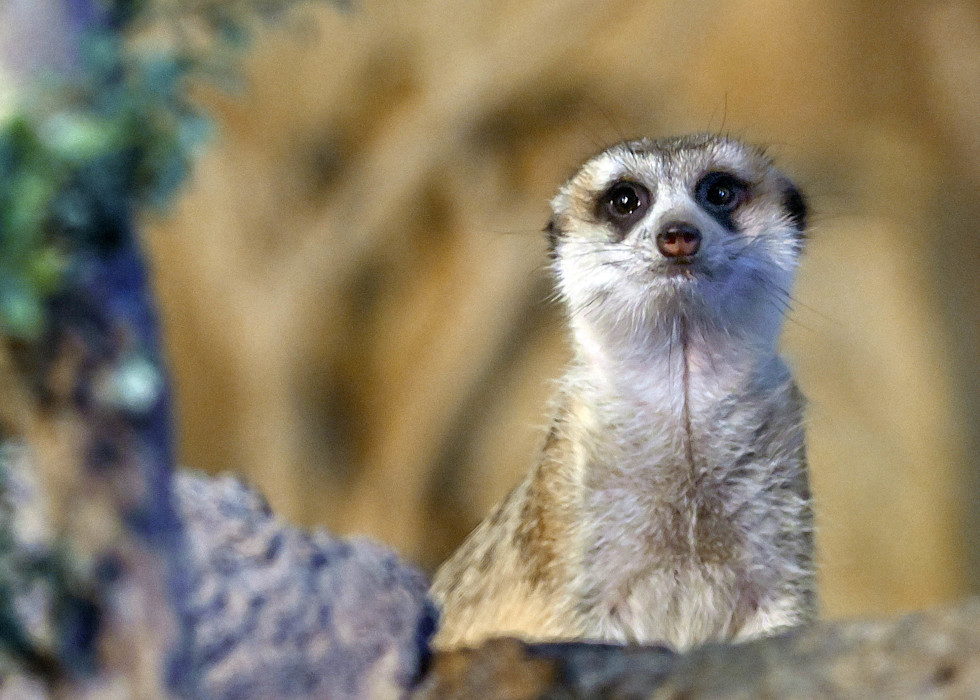 A small meerkat peeks over a rock. 