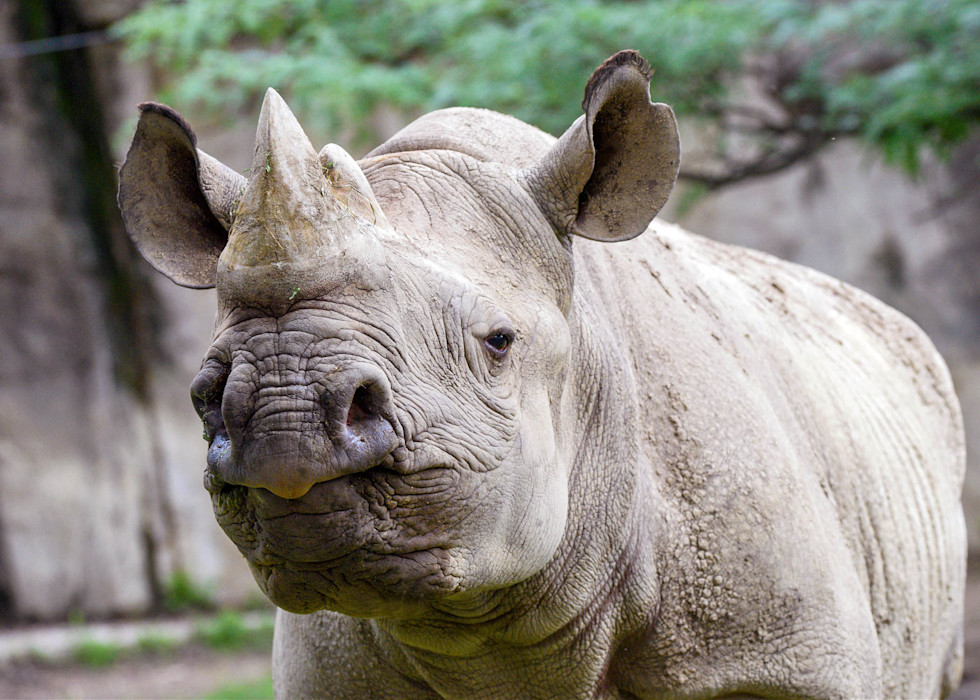 A black rhinocerous standing on grassy ground, showing its thick gray skin and large horn on its snout.