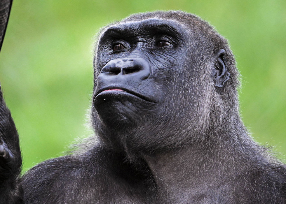 A Western lowland gorilla stares right ahead, with its lips pursed. 
