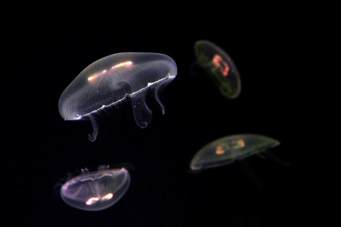 Four moon jellies float in front of a dark background.