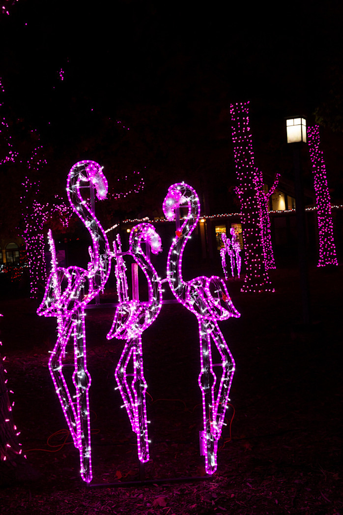 Bright pink holiday lights in the shape of flamingos.
