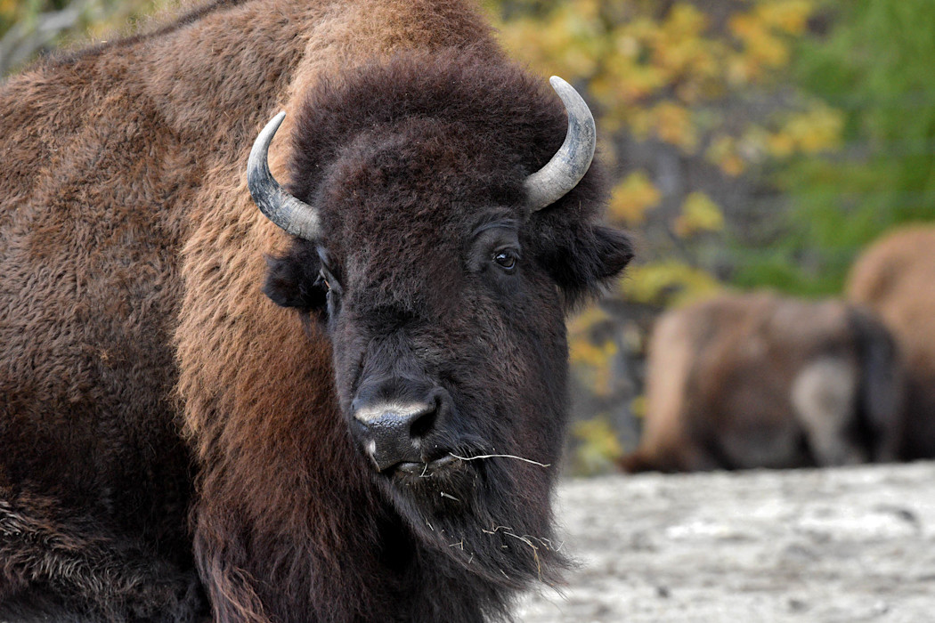 An American bison looks over its shoulder with bits of straw in its mouth.