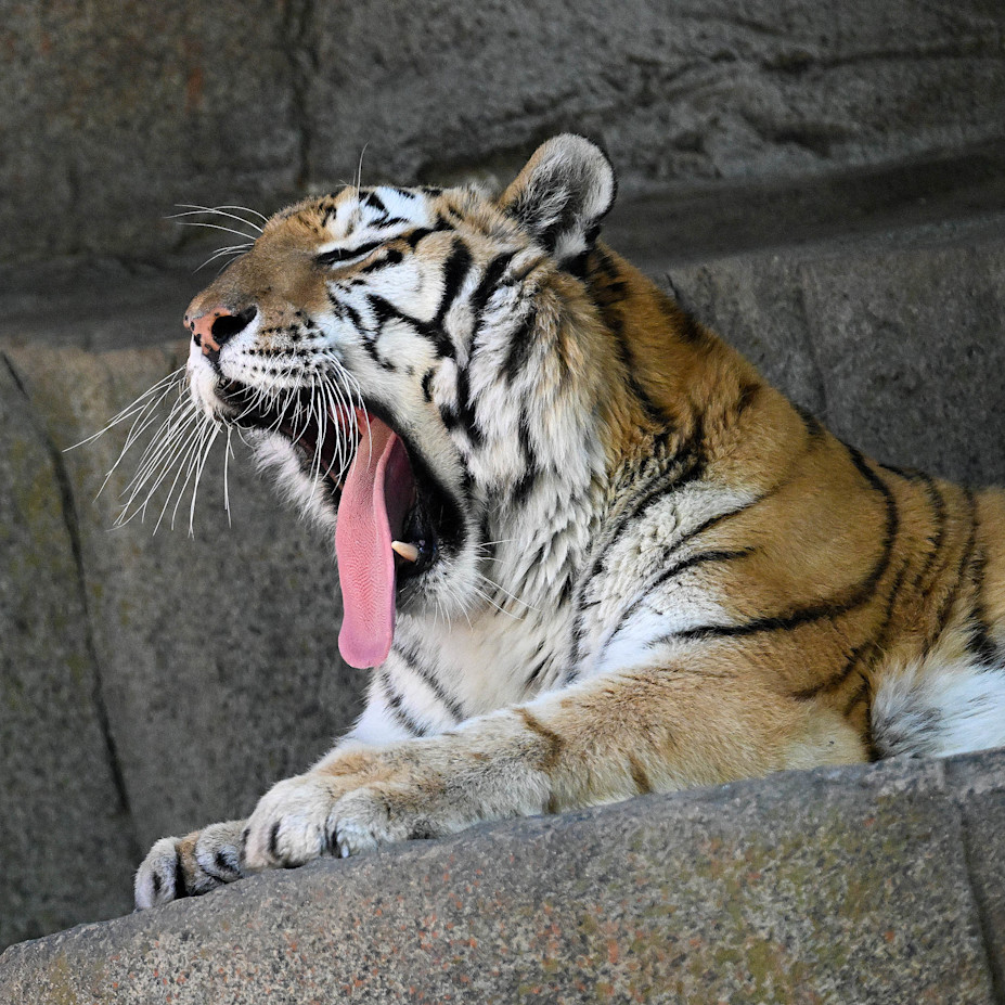 An Amur tiger yawns, with its mouth wide open and tongue sticking out. 