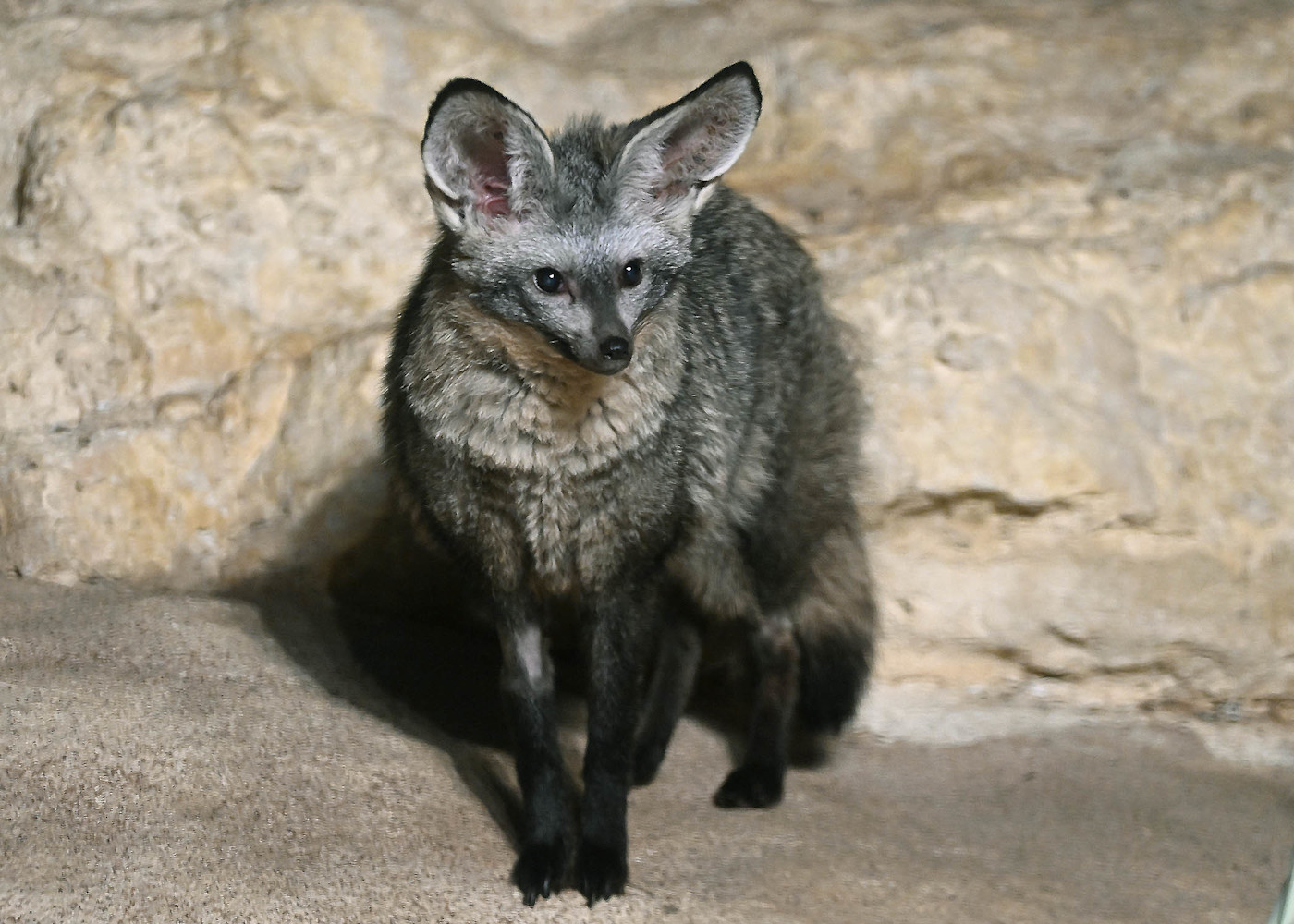 A Bat-eared fox stands in a desert habitat showing its large upright ears. 