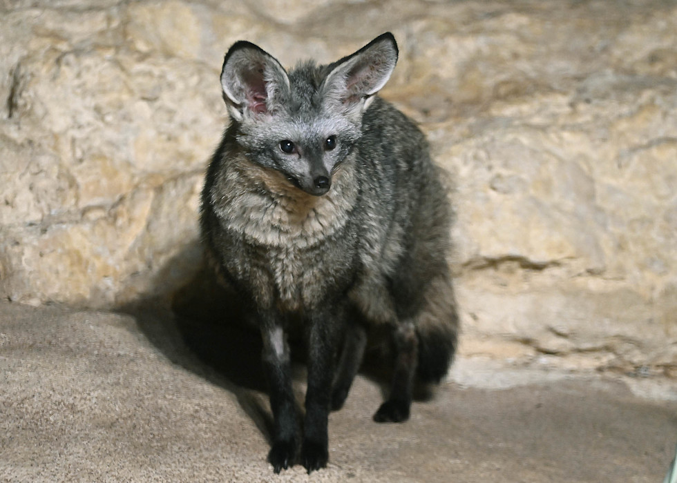 A Bat-eared fox stands in a desert habitat showing its large upright ears. 