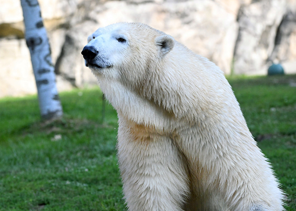 Amelia Gray the polar bear stands in the grass and looks off to the right. 