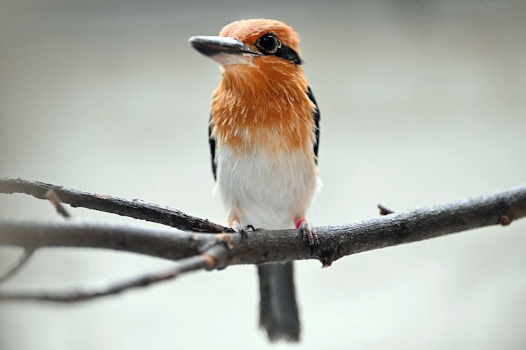 brookfield-zoo-chicago-guam-kingfisher-female