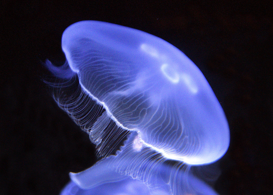 Two translucent moon jellies drift through dark water. 