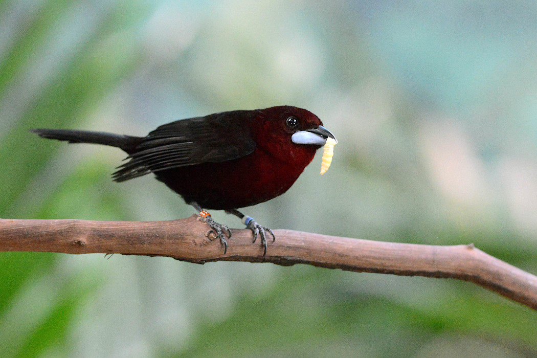 A male silver-beaked tanager perched on a branch, displaying its deep crimson chest, a leaf in its mouth. 