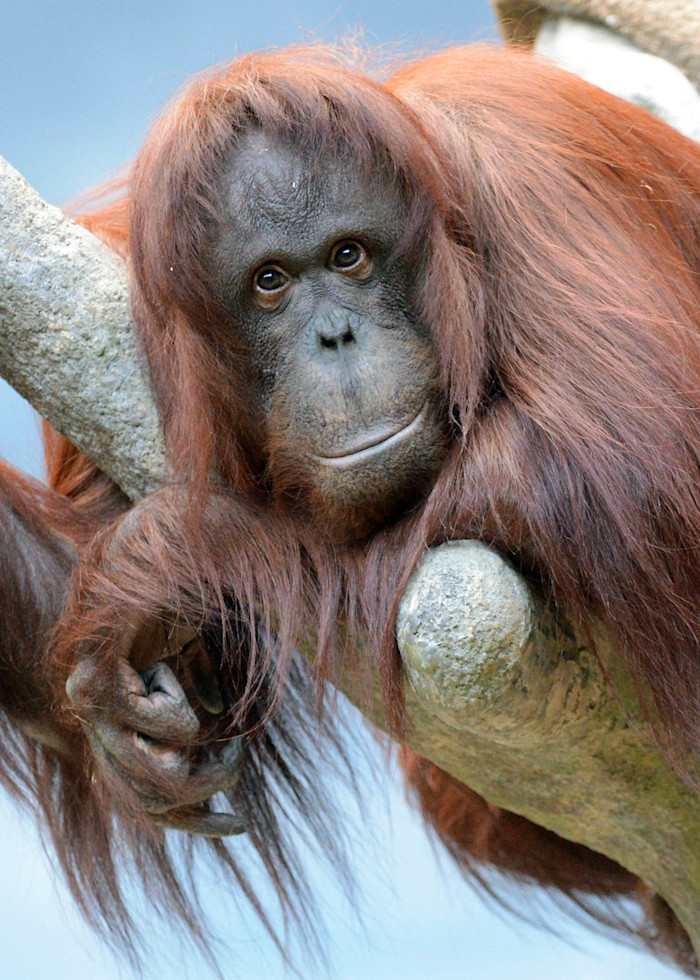 An Bornean orangutan lies on a branch, its long orange fur hanging over the sides. 