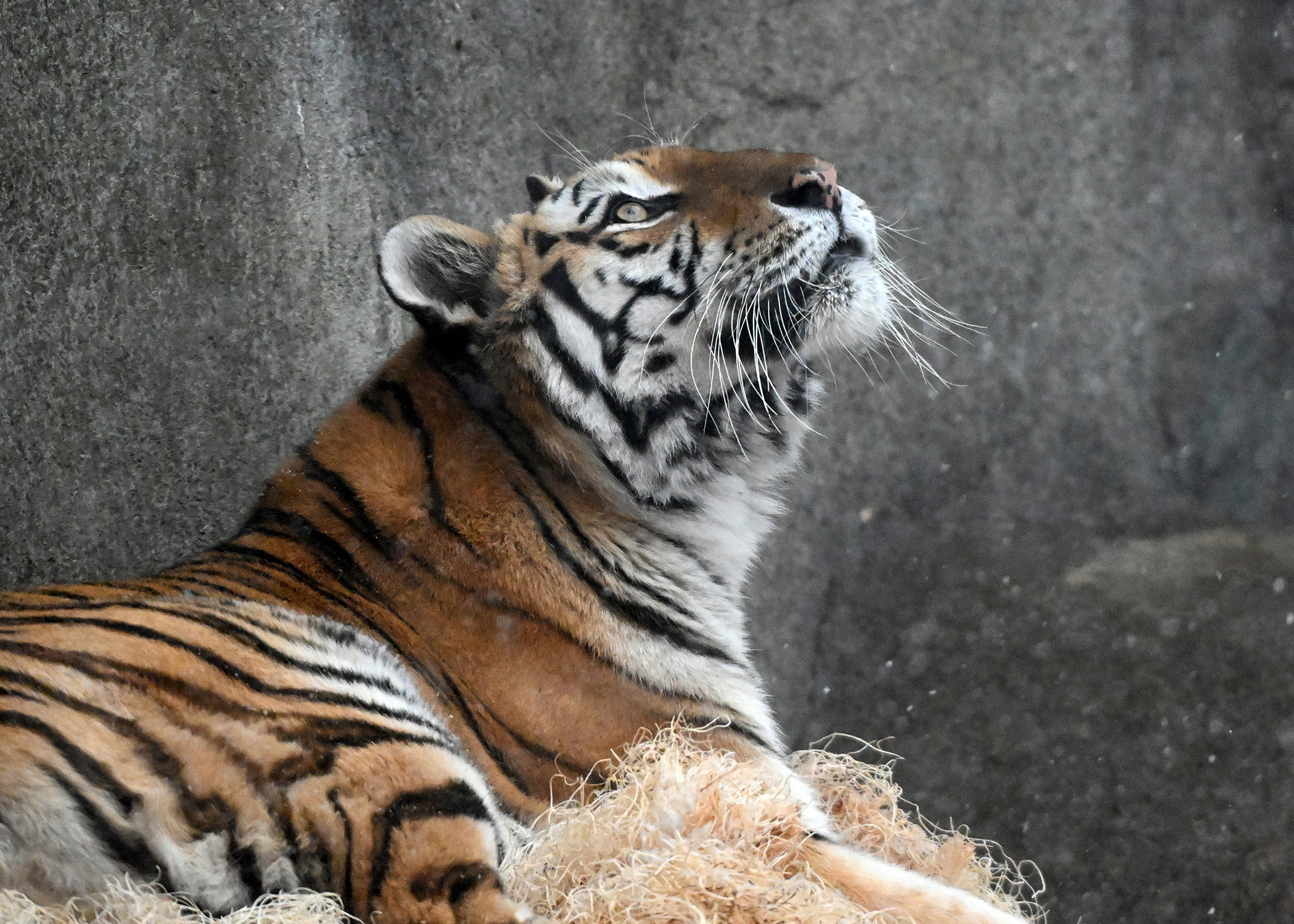 An Amur tiger looks up towards the snowy sky. 