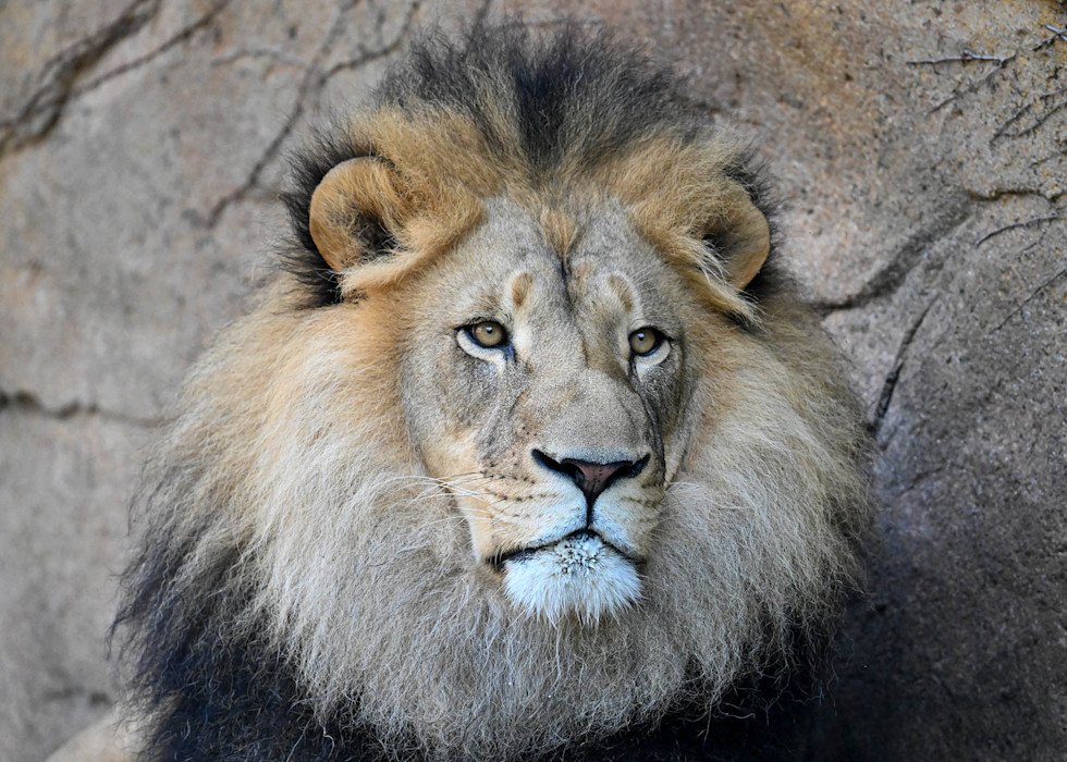 An African Lion's face, showing its light-colored mane, round ears, white mouth, and markings around its eyes. 