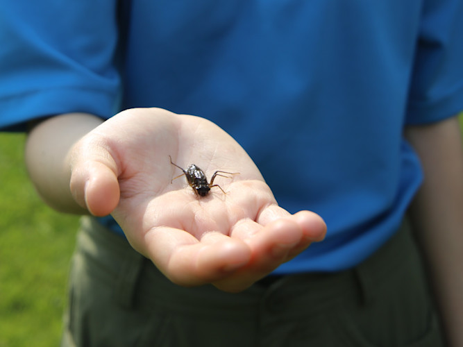 A Hine's emerald dragonfly larva in the palm of a hand