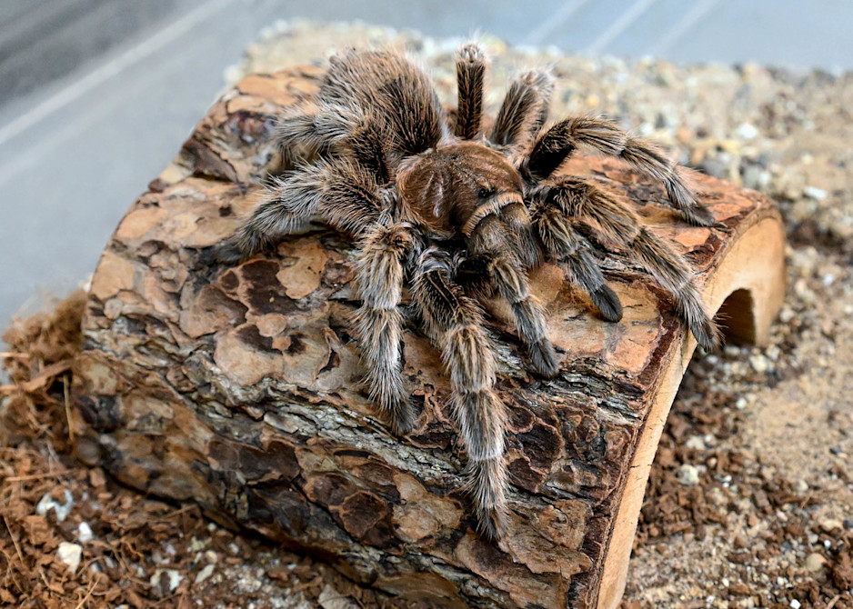 A tarantula blends into a log.