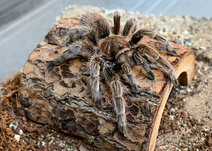 A tarantula blends into a log.