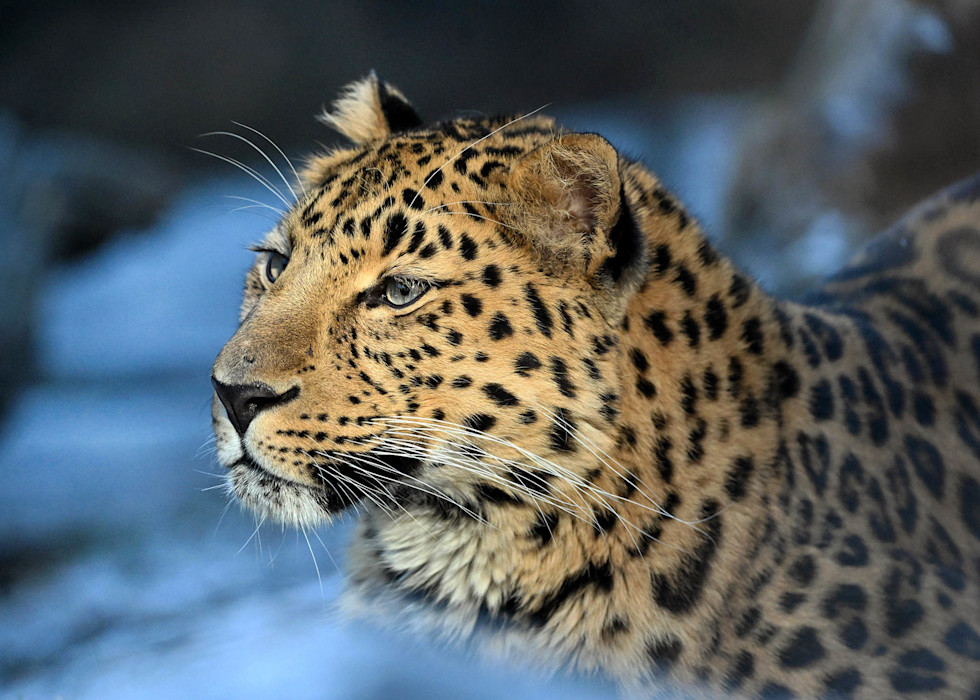 Close-up photo of a leopard at Brookfield Zoo Chicago