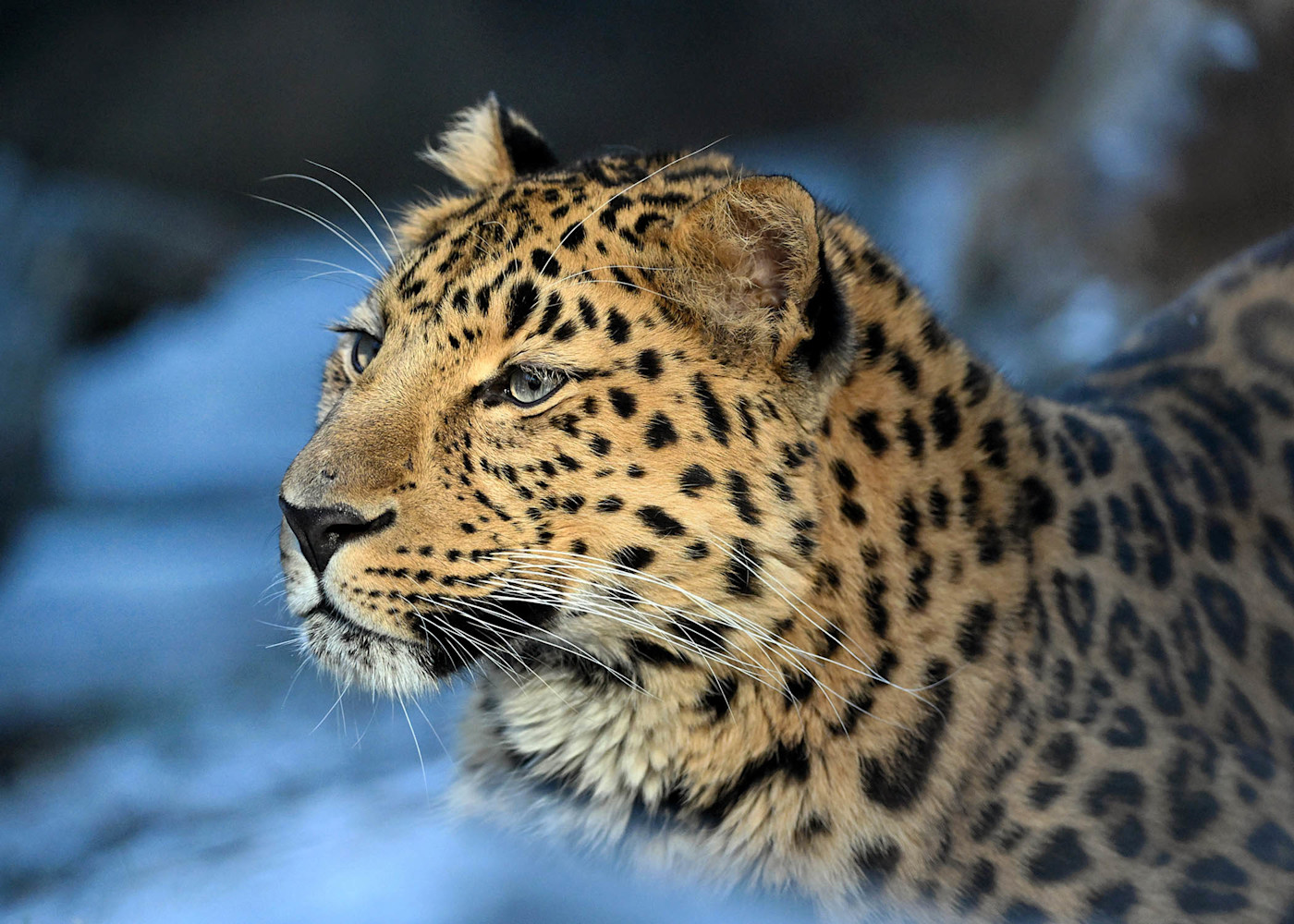Close-up photo of a leopard at Brookfield Zoo Chicago