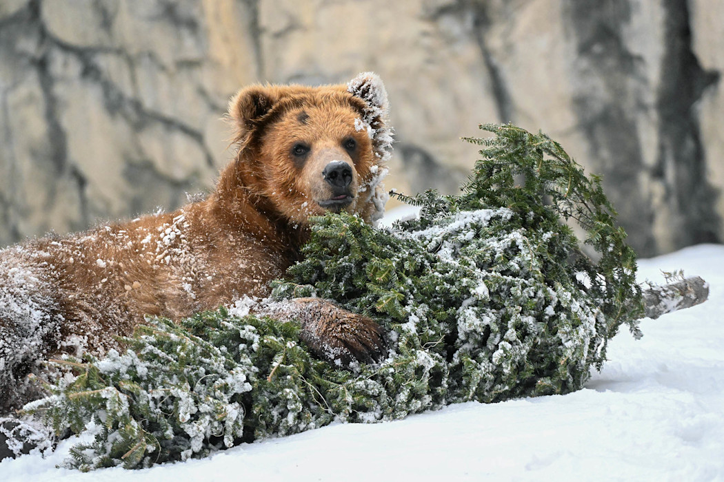 A brown bear lies in the snow, holding a large pine tree. 