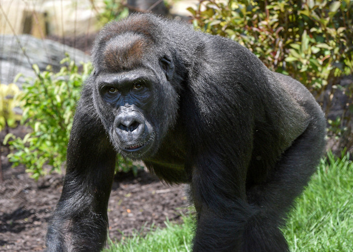 Western lowland gorilla Nora explores outdoor habitat at Bramsen Tropical Forests.