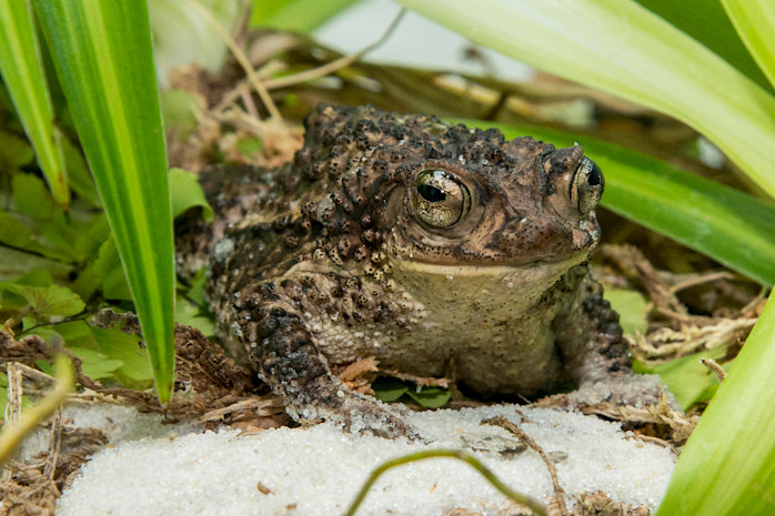 A Puerto Rican crested toad sitting on a rock, showing its bumpy brown skin and raised crests on its head.