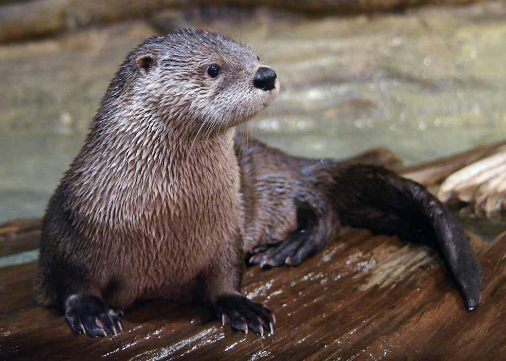 A wet North American river otter lies on a log, showing its claws and long tail. 