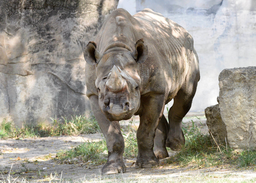 Black Rhino