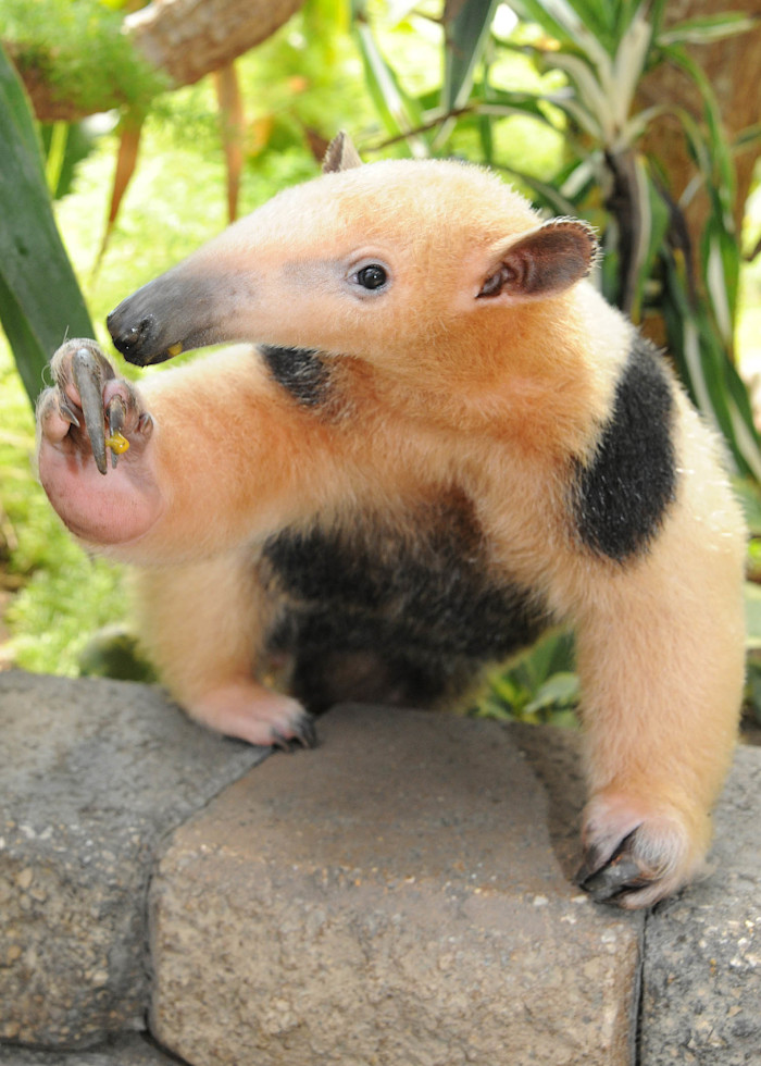 A southern tamandua perches on a wall, holding up a clawed hand, showing its long snout and cream and black colored fur. 