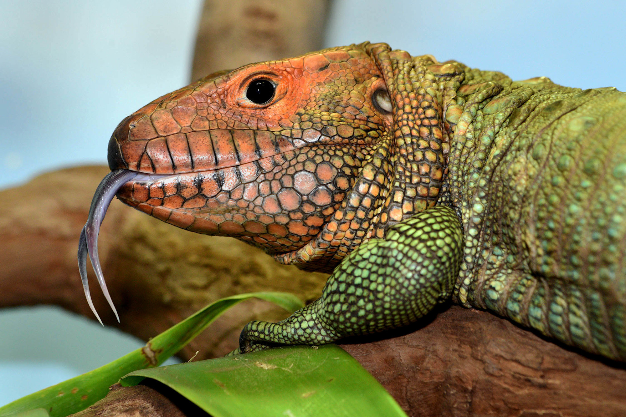 A Caiman lizard rests on a branch, it's orange face in contrast to its green body.
