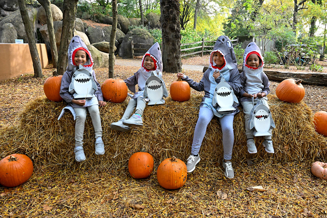 A group of children are dressed up in shark costumes. 