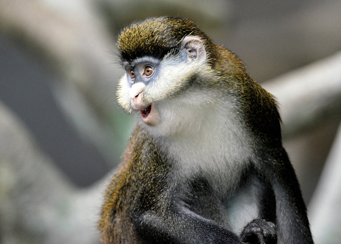 A Schmidt’s red-tailed guenon sits on a tree branch making a surprised expression, with its mouth open. 