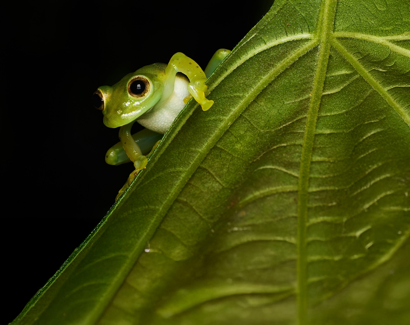 Tree frog sitting on a leaf