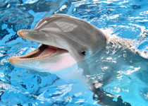 A bottlenose dolphin opens its mouth showing its row of pointed teeth. 
