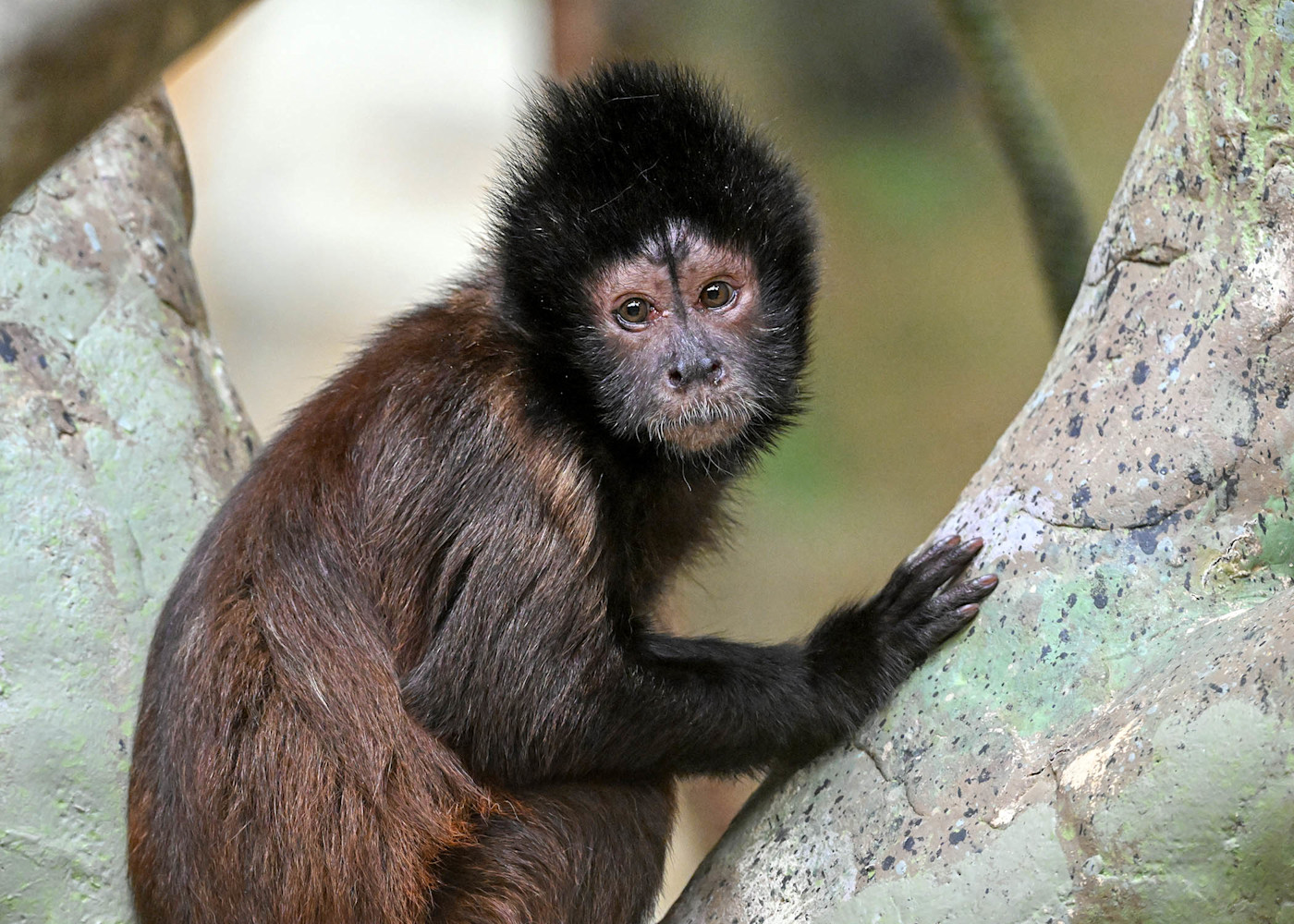 A tufted capucian looks towards the camera, its arm resting on a rock.