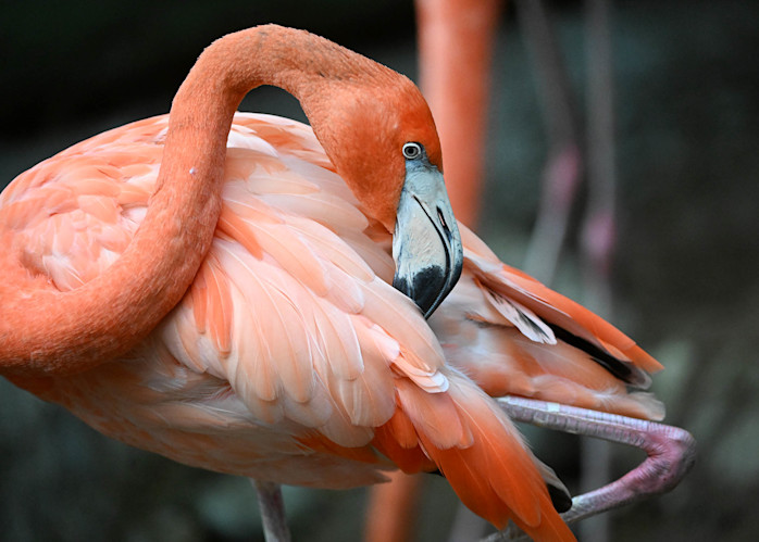 A pink American flamingo folds its neck along its body, with its leg pulled up.