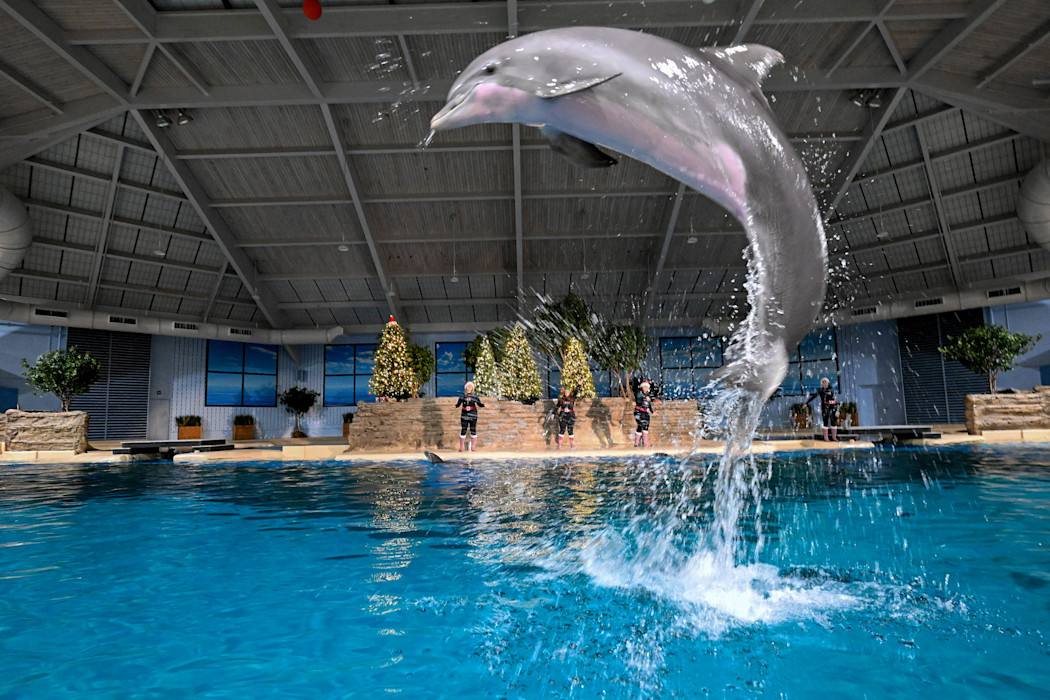 A bottlenose dolphin jumps out of the water, the background decorated with Christmas trees. 