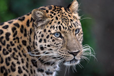 A close-up look at an Amur leopard, with its distinctive spots and light-colored eyes. 
