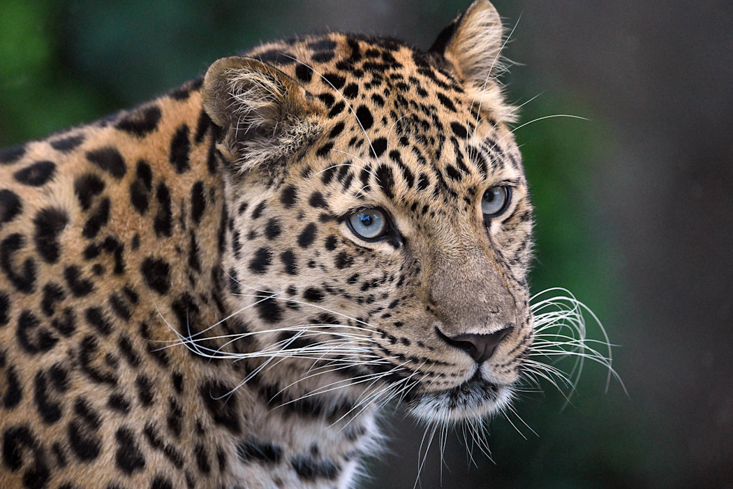 A close-up look at an Amur leopard, with its distinctive spots and light-colored eyes. 
