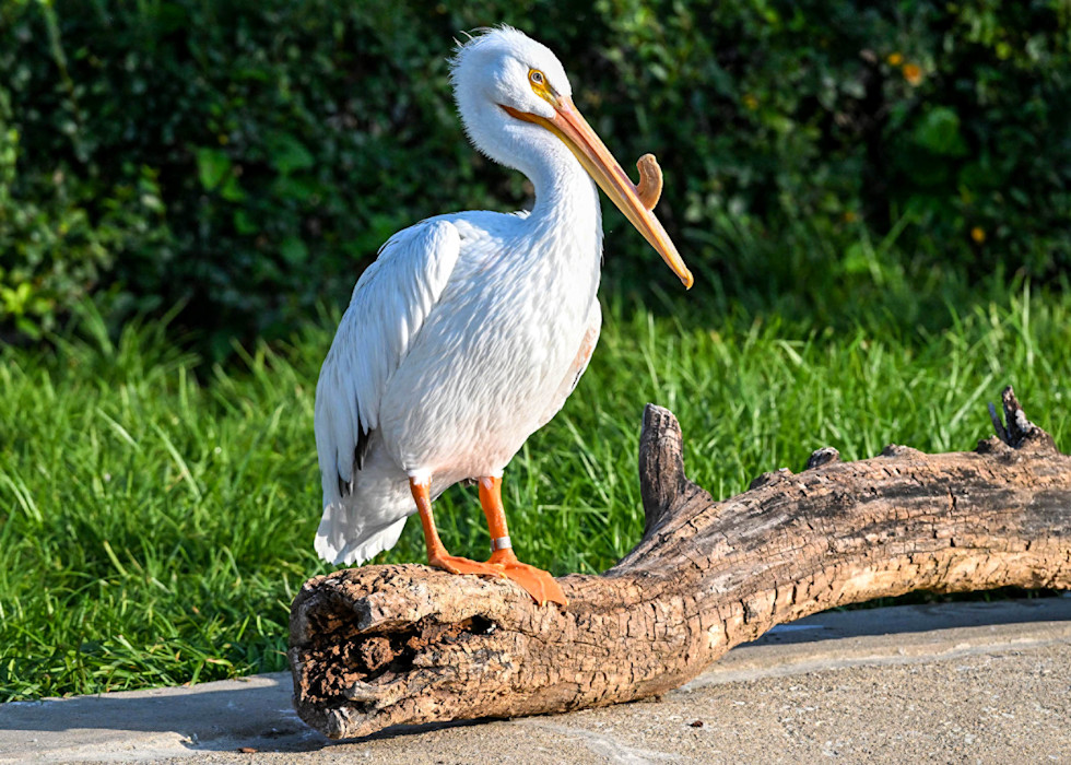 An American white pelican with bright white feathers and a long orange bill stands on a log.