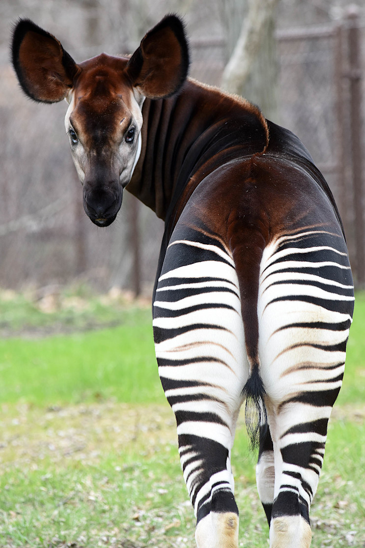 An okapi walks through a grassy habitat, showing its striped legs and dark brown body. 
