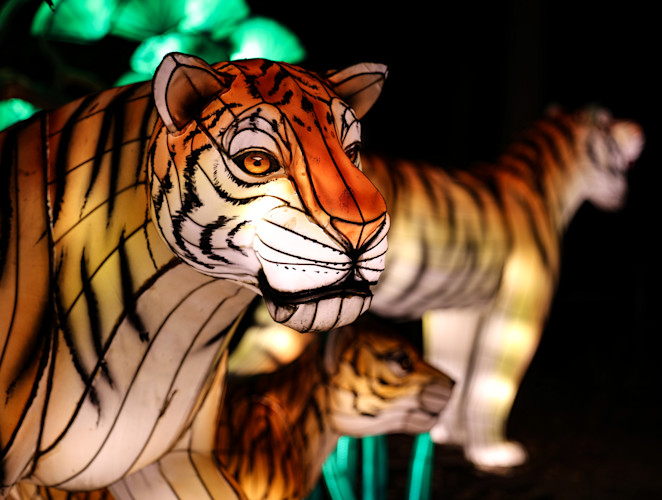 A lantern shaped like a tiger glows in the dark night. 