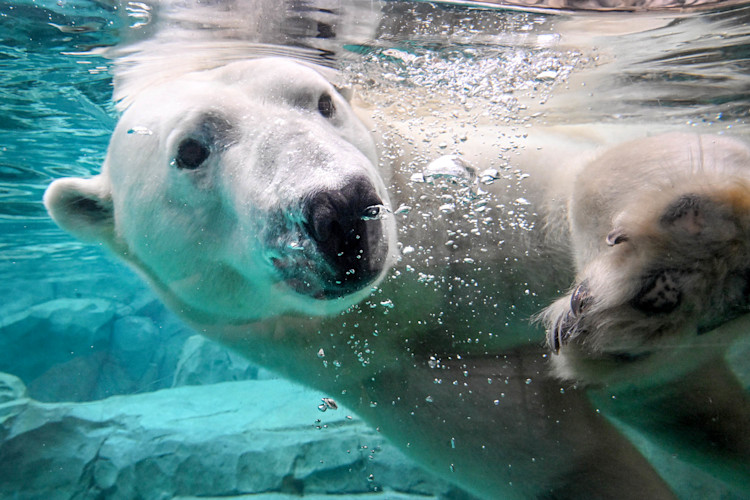 A polar bear swims through the cold water.