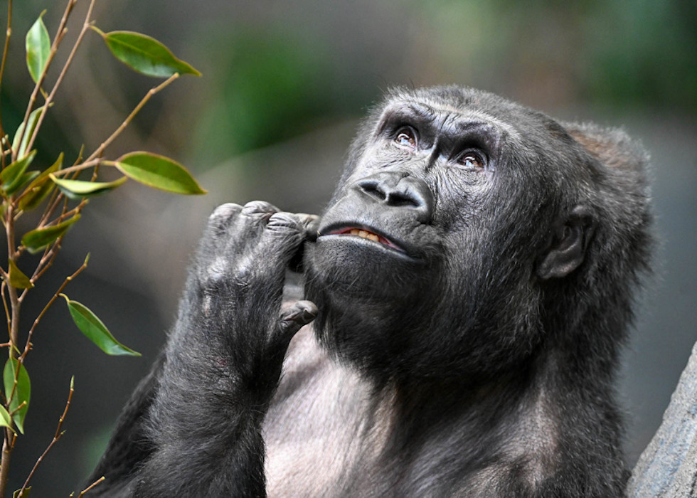 A female Western lowland gorilla sits in a grassy area, looking up towards the sky. 

