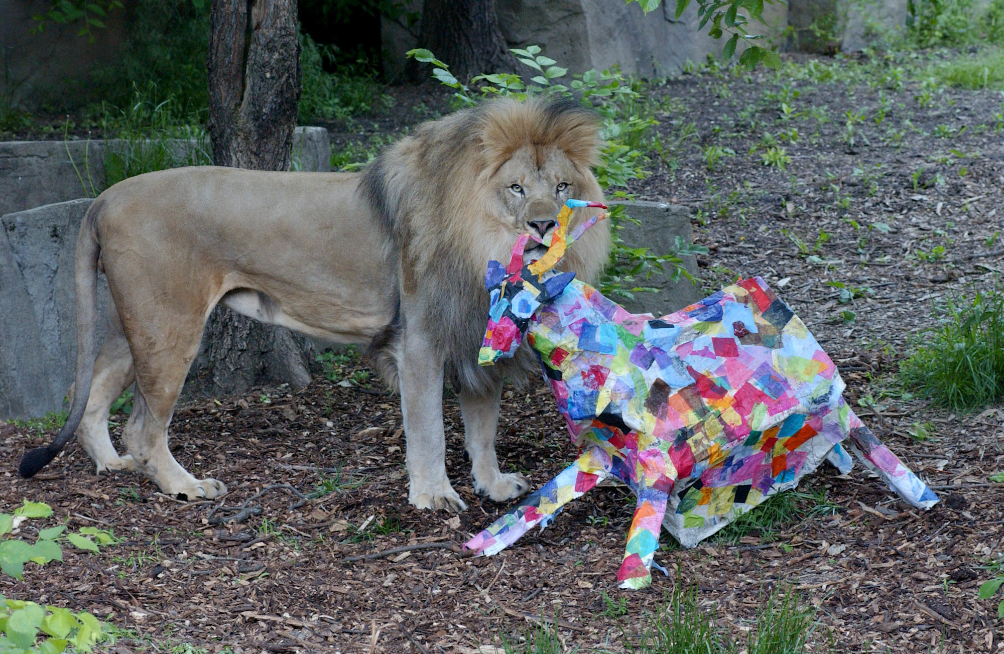 A lion stands next to a paper mache pinata.