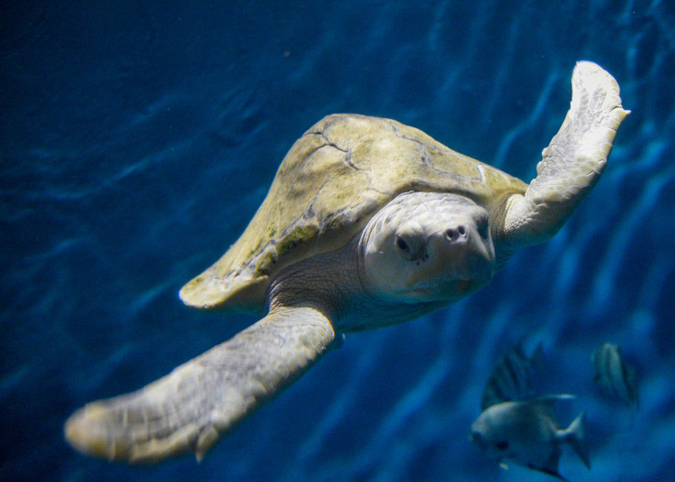 A Kemp’s ridley sea turtle swims through clear water, showing its grayish-green shell, pale underside, and paddle-like flippers.