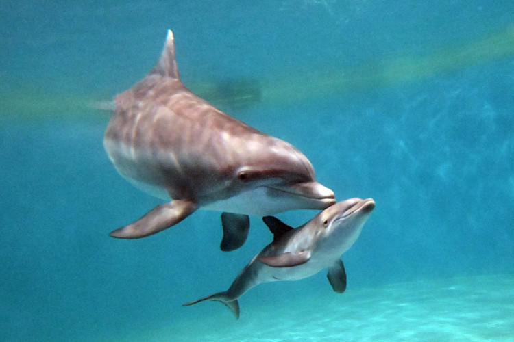 A bottlenose dolphin mother swims underwater with a newborn calf