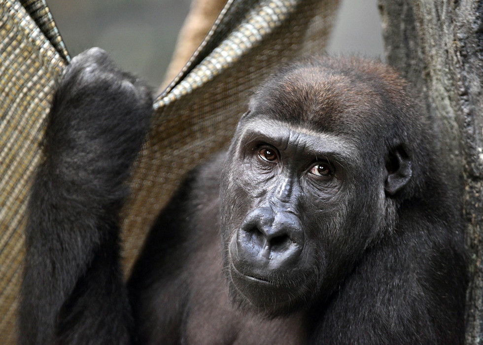 A western lowland gorilla sits against a tree branch, with its hand grasping fabric. 