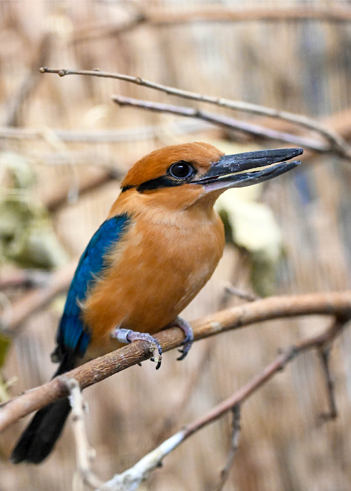 A Guam kingfisher perched on a branch, showing its bright blue wings, rusty-orange chest, and white throat.