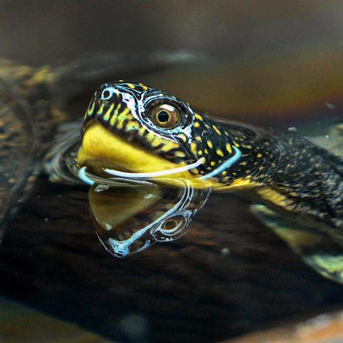 A Blanding's turtle pokes its yellow-spotted head out of the water.