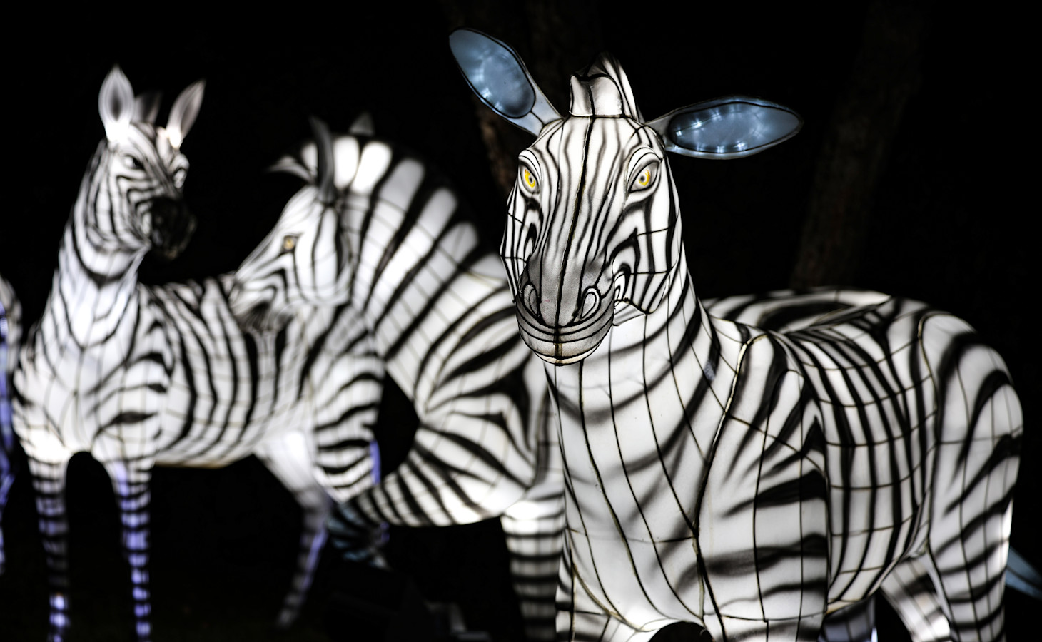 an image of three zebra lanterns