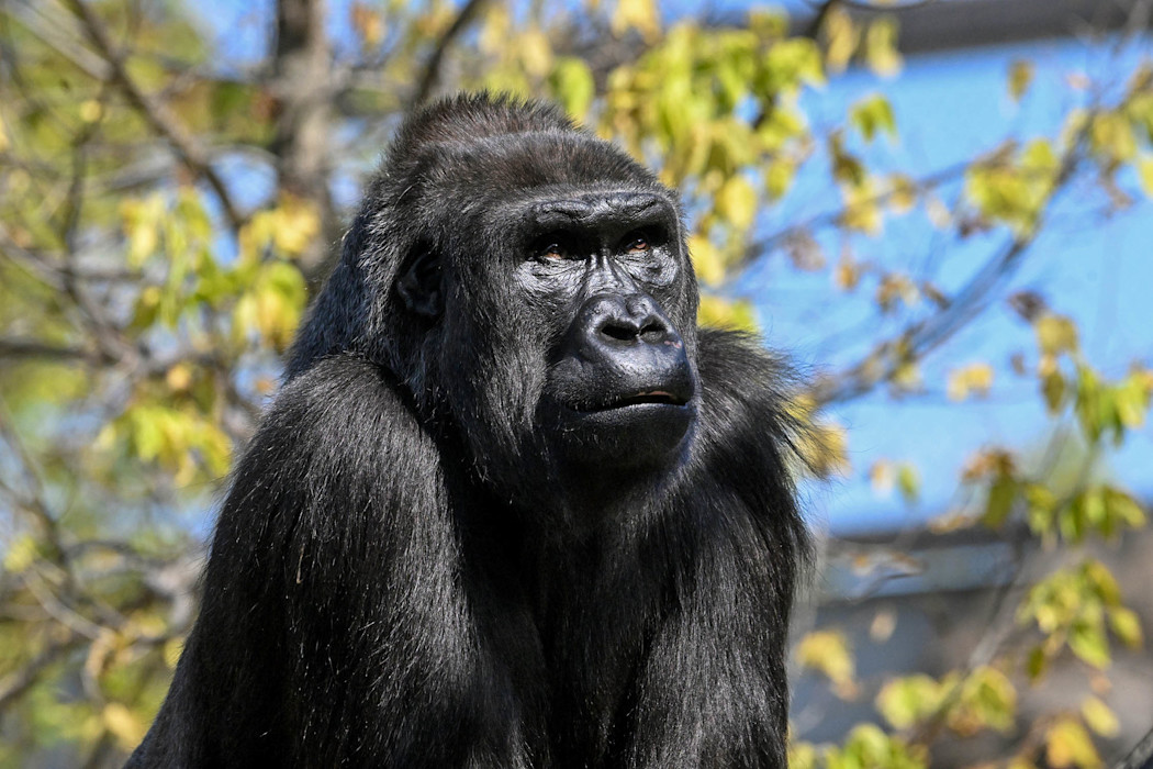 A female western lowland gorilla with black fur stands in front of a bright blue sky